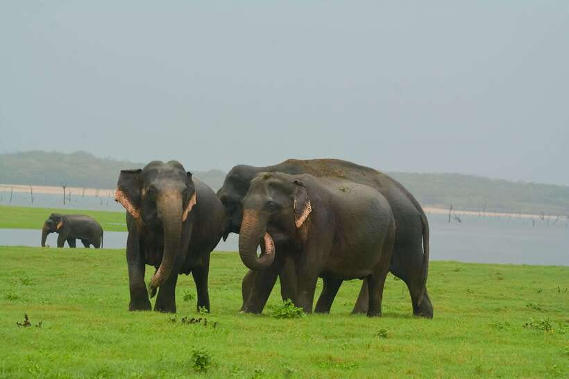 Elephant Jeep Safari at Minneriya National Park - The 3.5-hour jeep ride through Minneriya