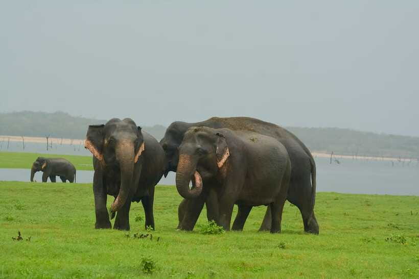 Elephant Jeep Safari at Minneriya National Park - Watching elephants beside the reservoir