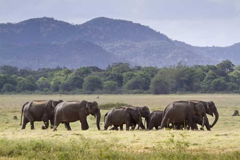 Elephant Jeep Safari at Minneriya National Park - Beyond elephants: deer, buffalo, sambar, and birds