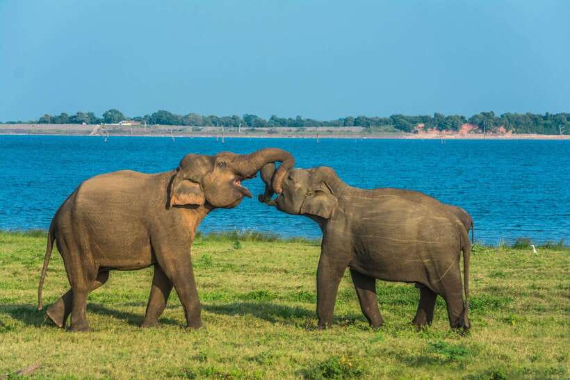 Elephant Jeep Safari at Minneriya National Park - Refreshments after the park drive