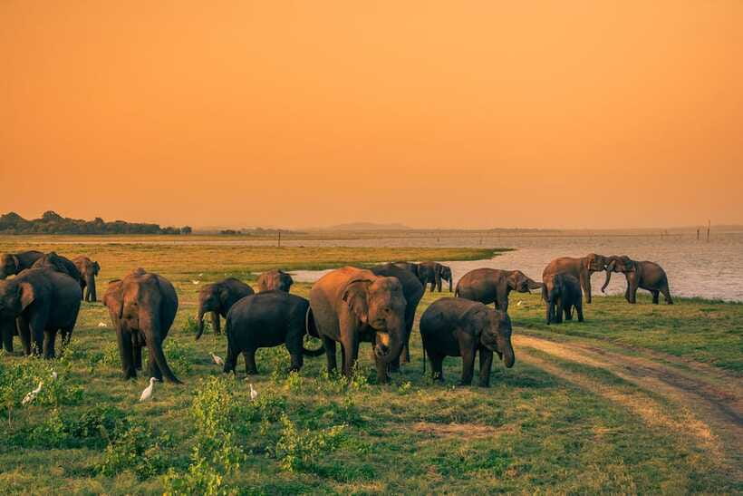 Elephant Jeep Safari at Minneriya National Park - Who will enjoy this safari most?