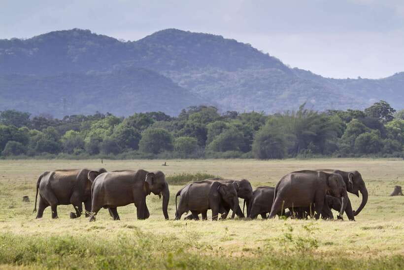 Elephant Jeep Safari at Minneriya National Park - Pickup from Sigiriya, Habarana, and nearby towns