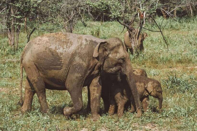 Elephant Kingdom Safari – Minneriya National Park - Hotel pickup from Sigiriya, Dambulla, or Habarana