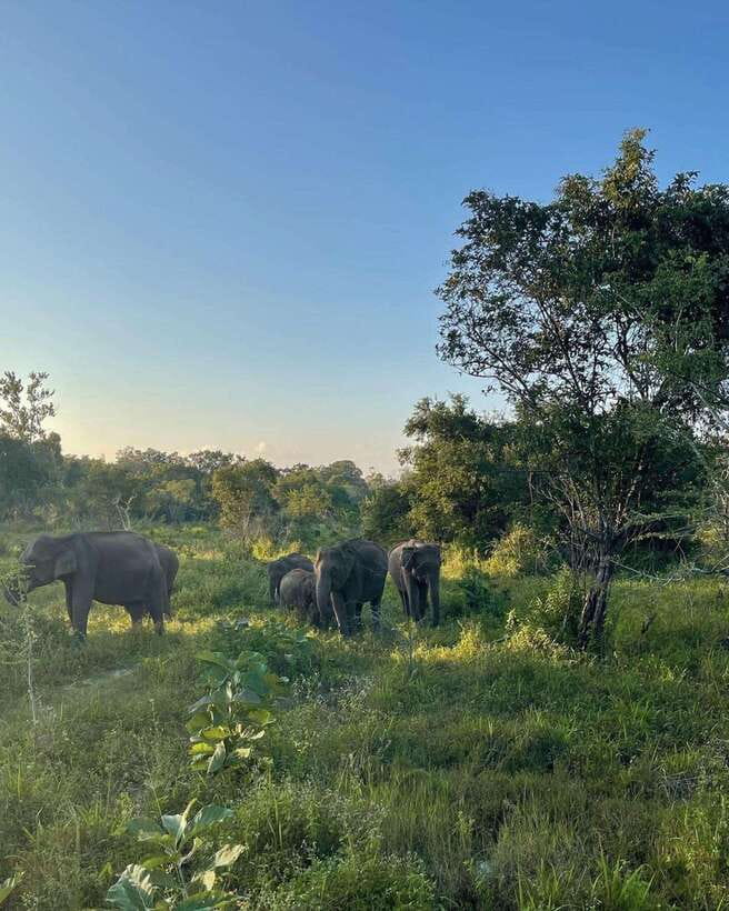 Elephant Kingdom Safari – Minneriya National Park - The important Kaudulla backup plan