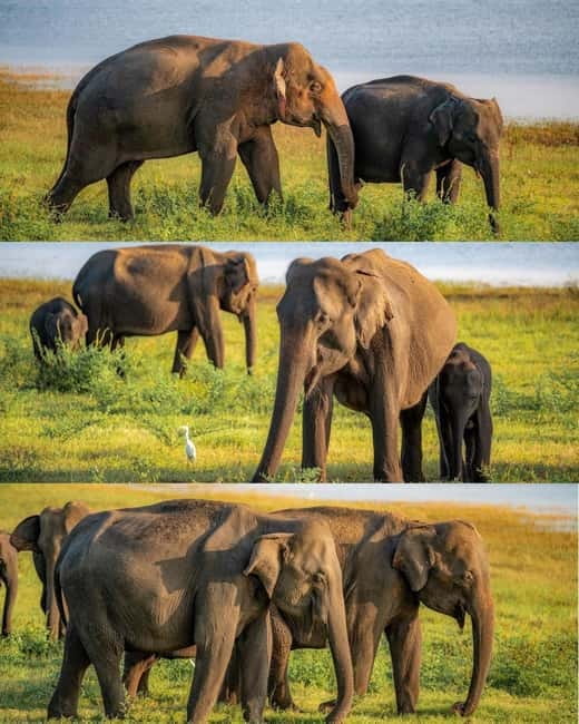 Elephant Kingdom Safari – Minneriya National Park - Inside the private 4x4 jeep