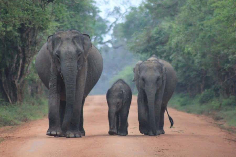 ELLA: Drop to Tangalle/Hiriketiya/Mirissa/Galle & Yala Tour - Why this transfer makes sense from Ella