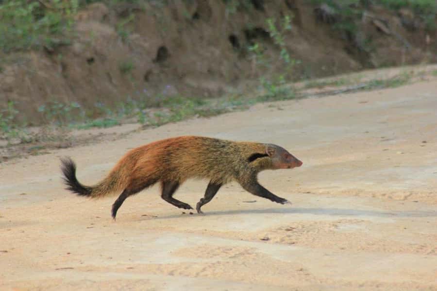 ELLA: Drop to Tangalle/Hiriketiya/Mirissa/Galle & Yala Tour - Morning safari or afternoon safari?