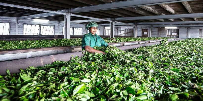 Ella: Lipton's Seat Tour with Dambetanna Tea Factory Visit - Key points to know before you book