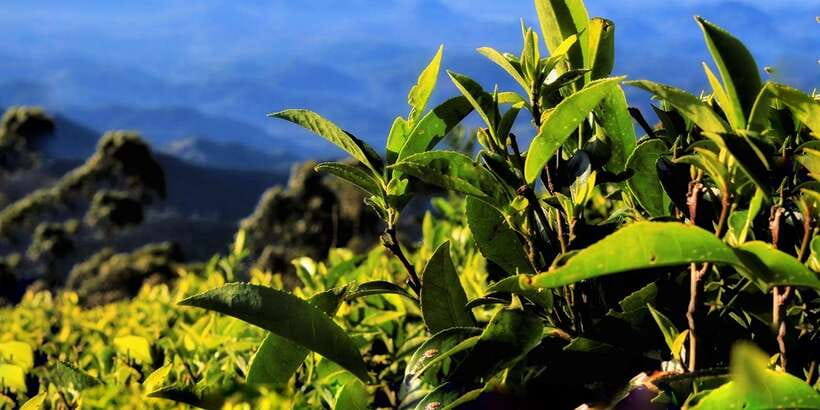 Ella: Lipton's Seat Tour with Dambetanna Tea Factory Visit - Walking among working tea fields
