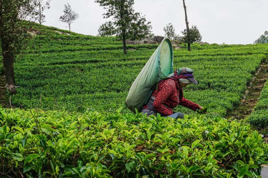 ELLA Lipton Seat Tea Test & Pluck 9Arch, Waterfalls, & Lunch - Ella Rock or Little Adam’s Peak?