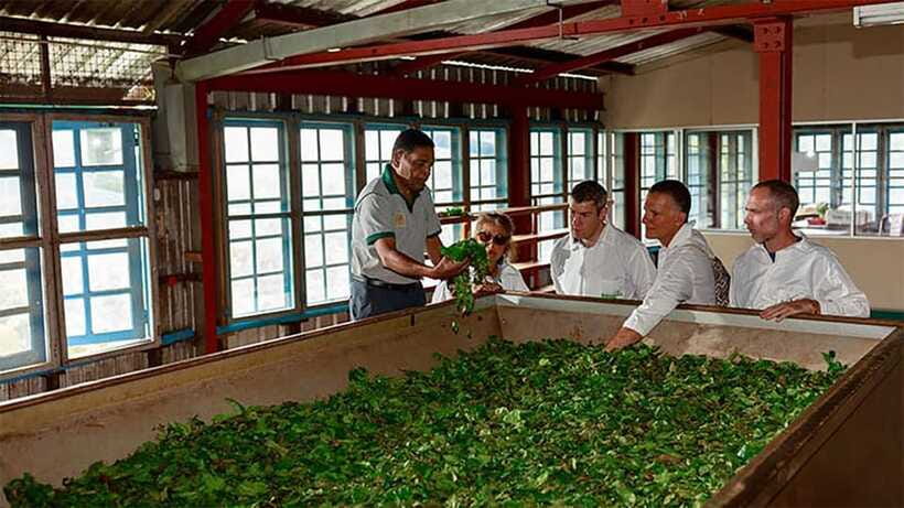 Ella: Little Adam's Peak, 9 Arch Bridge, Ravana Falls Tour - Uva Halpewatte Tea Factory: the stop that adds context
