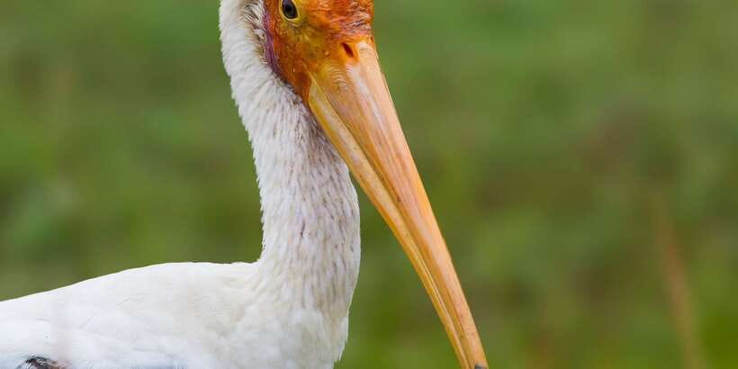Ella: Safari Day Trip to Yala & Udawalawe with Lunch - The real cost of the $95 price