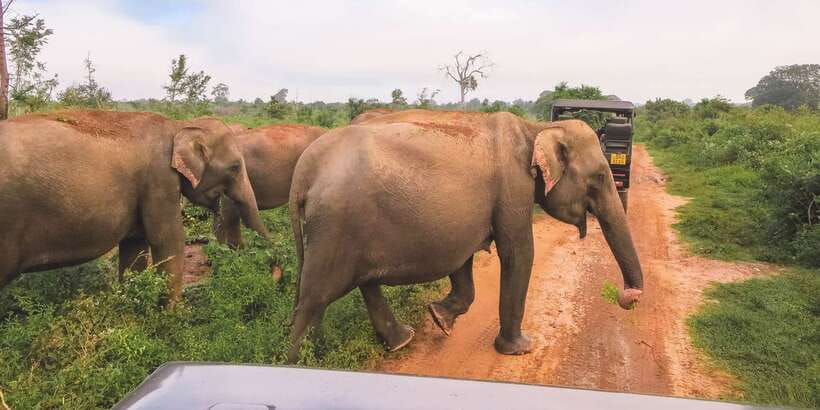Ella: Shuttle to Tangalle/Mirissa/Galle & Udawalawa Safari - A Safari That Doubles as Your South Coast Transfer