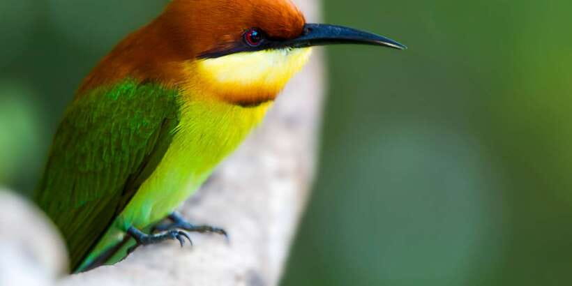 Ella: Shuttle to Tangalle/Mirissa/Galle & Udawalawa Safari - The Real Cost: $43 Plus the Park Fee