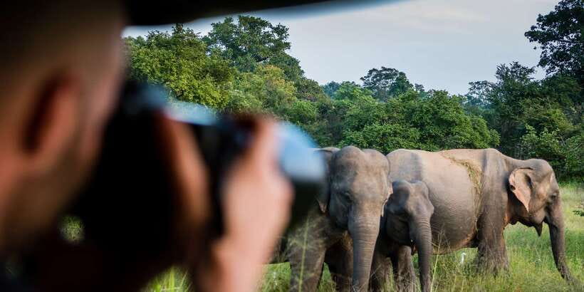 Ella: Shuttle to Tangalle/Mirissa/Galle & Udawalawa Safari - Who Will Get the Most From This Trip?