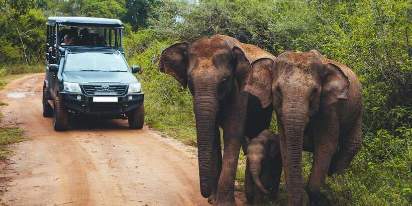 Ella: Shuttle to Tangalle/Mirissa/Galle & Udawalawa Safari - Should You Book This Ella to Udawalawe Transfer?
