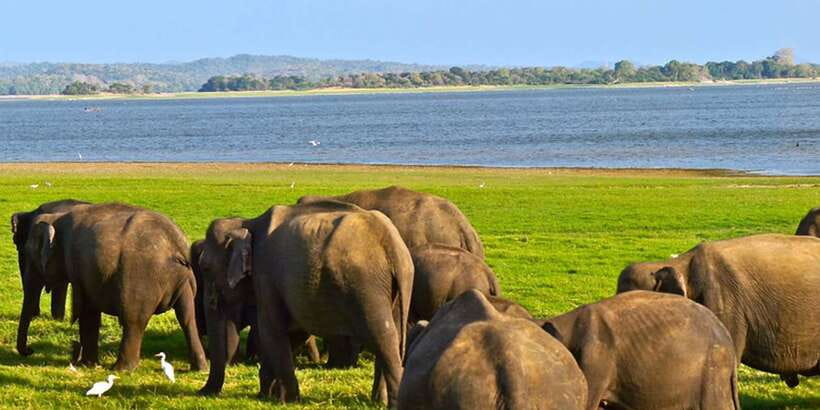 Ella: Shuttle to Tangalle/Mirissa/Galle w Udawalawe Safari - Should you book the Ella to Udawalawe transfer?