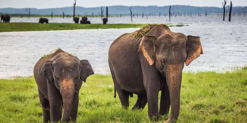 Ella: Shuttle to Tangalle/Mirissa/Galle w Udawalawe Safari - Returning to the road and continuing south