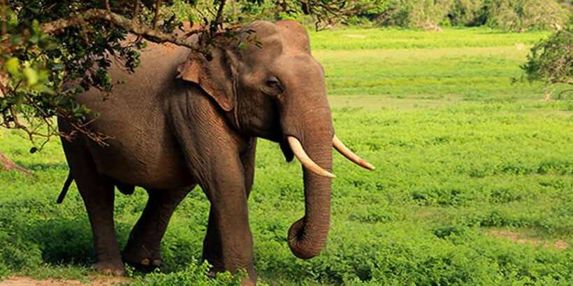 Ella: Shuttle to Tangalle/Mirissa/Galle w Udawalawe Safari - Timing, weather, and practical comfort