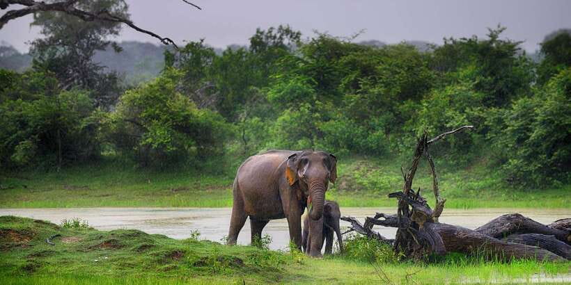 Ella: Shuttle to Tangalle/Mirissa/Galle w Udawalawe Safari - Switching to the Udawalawe safari jeep
