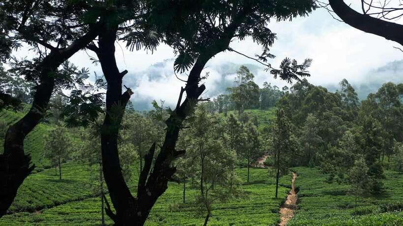 Ella: The Pekoe Trail Stage 16 - Ella to Demodara - Demodara Railway Station and tea country