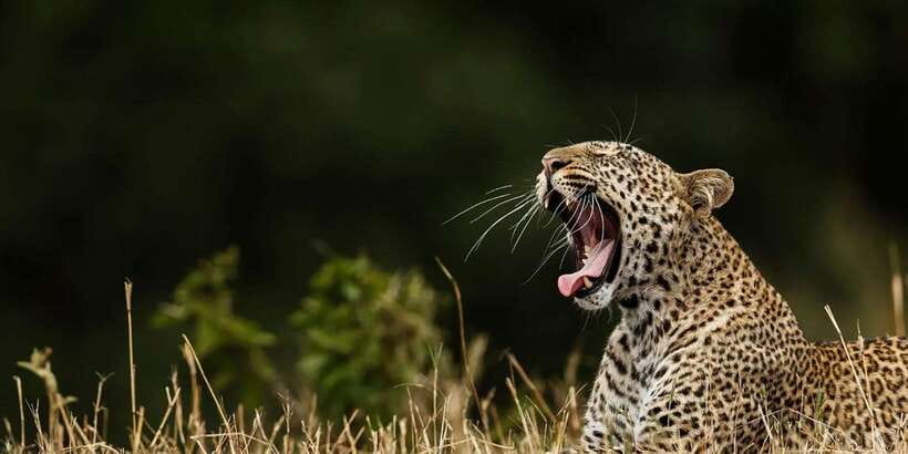 ELLA to TANGALLE/MIRISSA/GALLE Shuttle & YALA Safari - Key points to know before booking