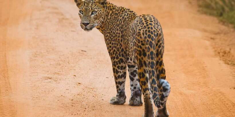 ELLA to TANGALLE/MIRISSA/GALLE Shuttle & YALA Safari - Switching to an open safari jeep