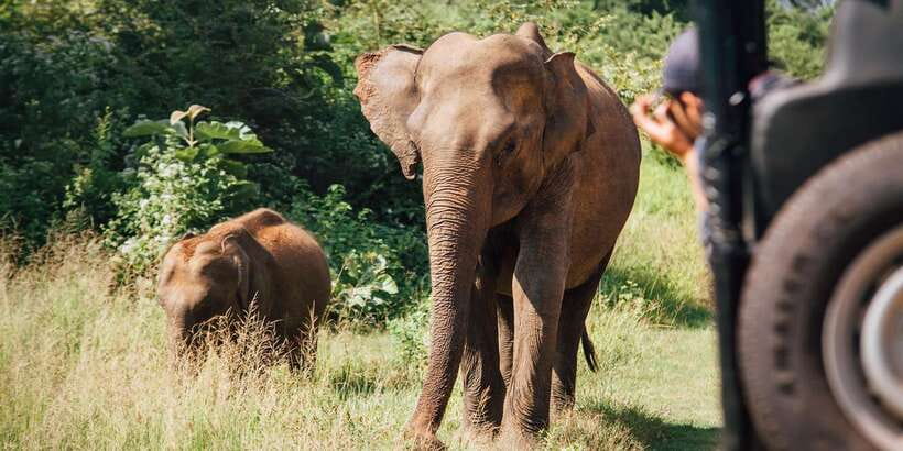 ELLA to TANGALLE/MIRISSA/GALLE Shuttle & YALA Safari - Why the guides make a difference