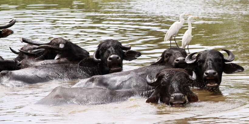 ELLA to TANGALLE/MIRISSA/GALLE Shuttle & YALA Safari - The real cost: $31 plus the Yala fee