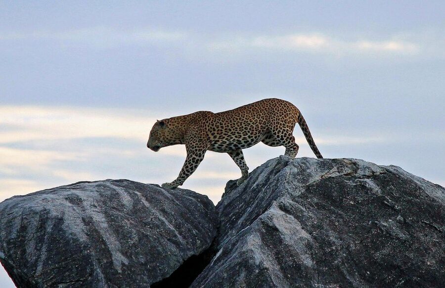 ELLA to TANGALLE/MIRISSA/GALLE Shuttle & YALA Safari - Which southern destination fits the trip?