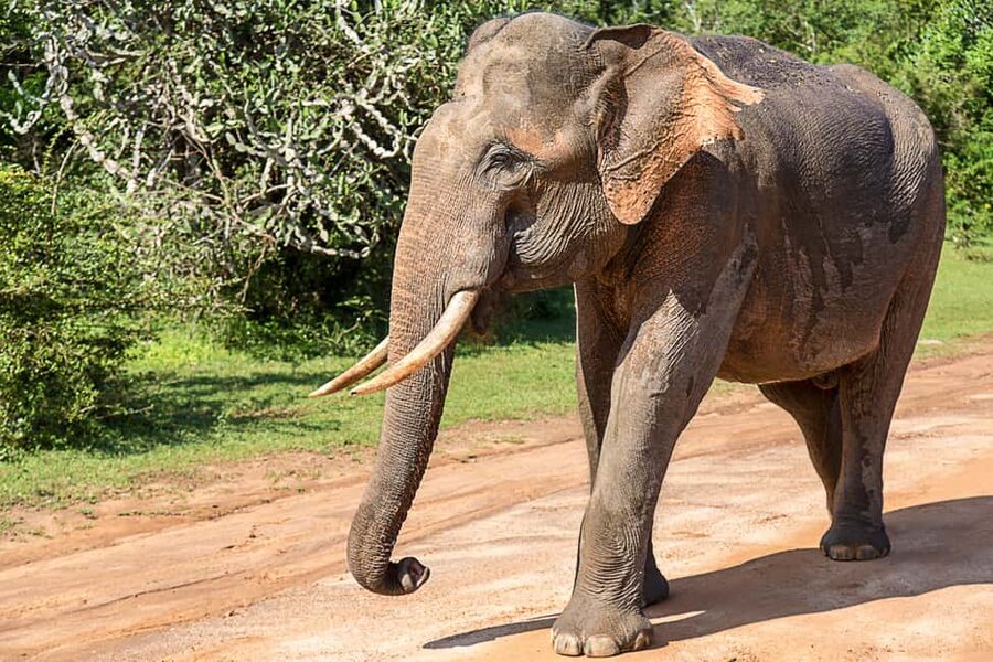 Ella: Transfer to Hikkaduwa & Yala Safari Tour - Who will get the most from this tour?