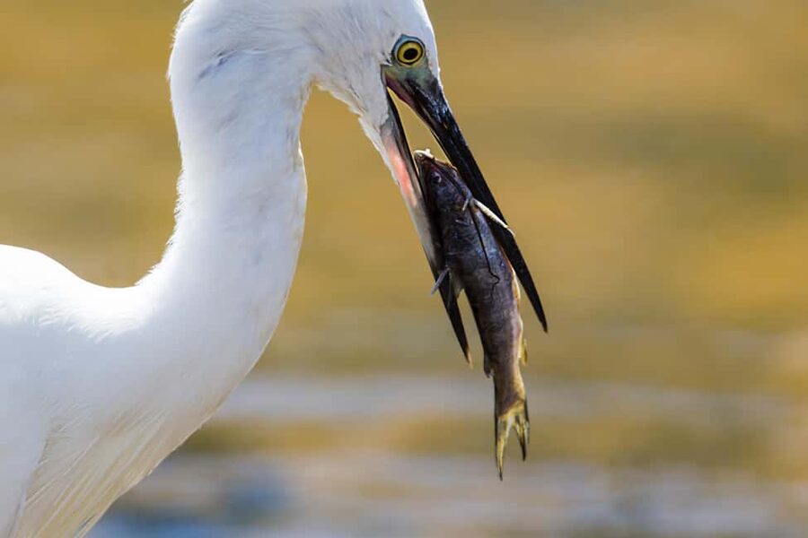 Ella: Transfer to Hikkaduwa & Yala Safari Tour - Why this Ella to Yala route makes sense