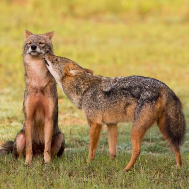 Ella : Yala Safari Drop : Arugambay / Arugam bay / Pottuvil - Who will enjoy this safari most?