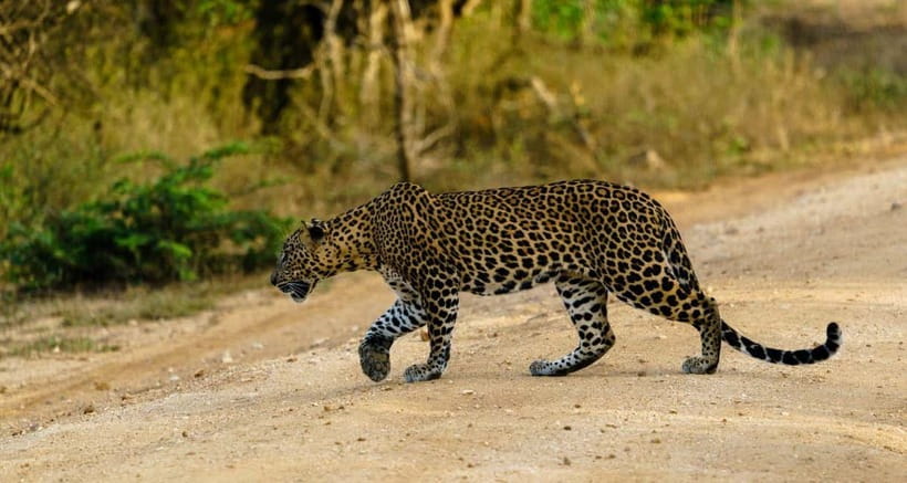 Ella: Yala Safari with Drop at Tangalle/ Hiriketiya/ Mirissa - From Ella’s hills to Yala’s dry country