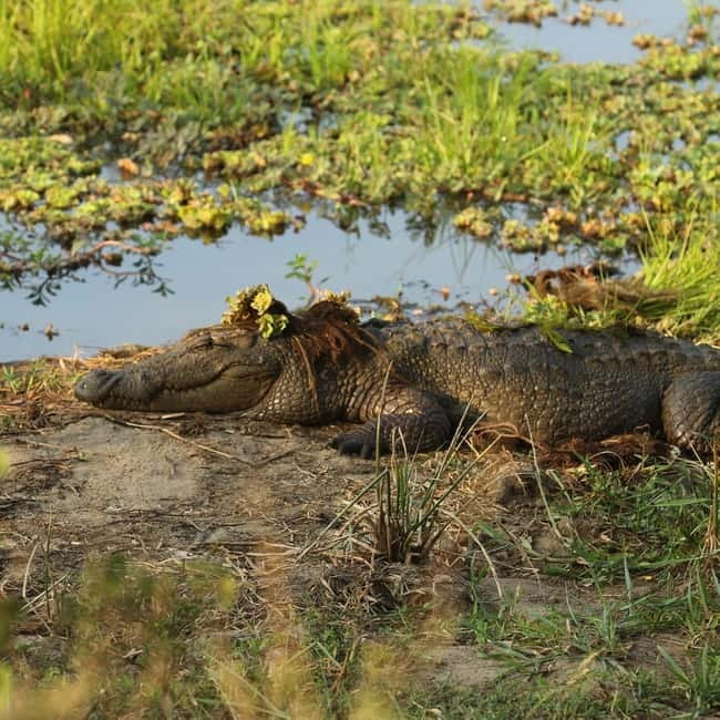 Ella: Yala Safari with Drop at Tangalle/ Hiriketiya/ Mirissa - What the four-hour Yala safari feels like