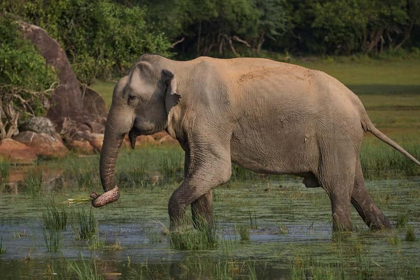 Ella: Yala Safari with Drop at Tangalle/ Hiriketiya/ Mirissa - The road transfer is part of the value