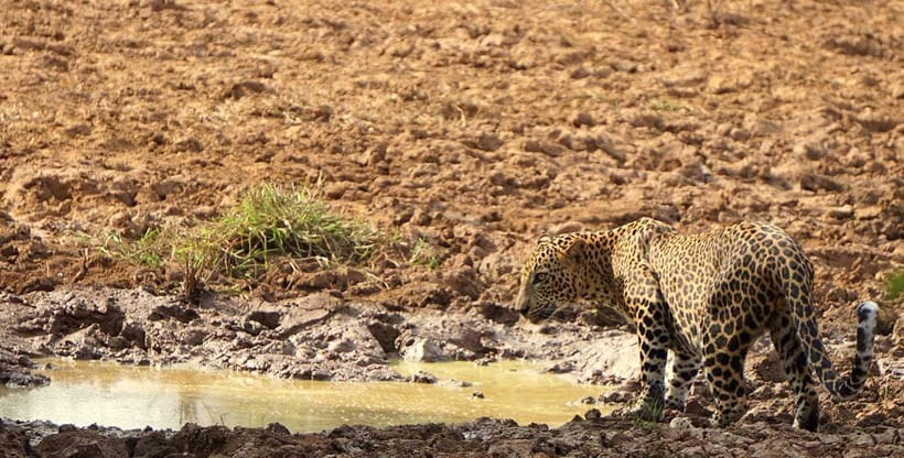 Ella: Yala Safari with Drop at Tangalle/ Hiriketiya/ Mirissa - Comfort, stops, and what to bring