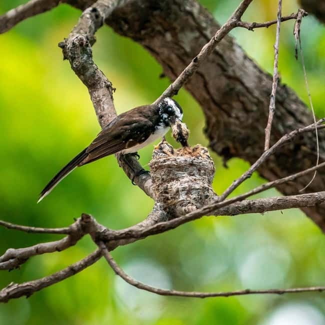 Ella: Yala Safari with Drop at Tangalle/ Hiriketiya/ Mirissa - Should you book it?