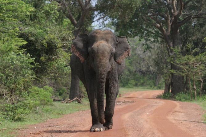 Evening Safari - Yala National Park with Janaka safari - 02.00 pm to 06.30 pm - Key points to know before booking
