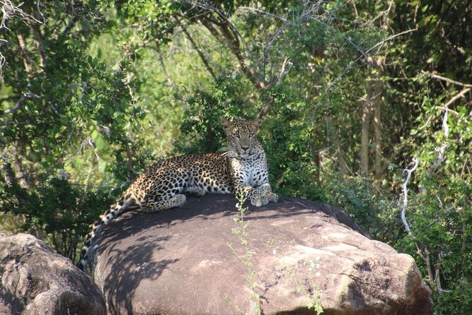 Evening Safari - Yala National Park with Janaka safari - 02.00 pm to 06.30 pm - Chasing Yala’s leopard after lunch