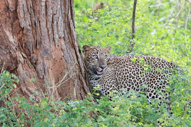 Evening Safari - Yala National Park with Janaka safari - 02.00 pm to 06.30 pm - Why the small jeep matters