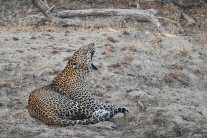 Evening Safari - Yala National Park with Janaka safari - 02.00 pm to 06.30 pm - Pickup from Tissamaharama and Kirinda
