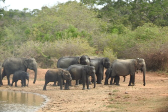 Evening Safari - Yala National Park with Janaka safari - 02.00 pm to 06.30 pm - What the four-hour route can include