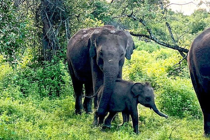 Everything in Udawalawe (Safari, Accommodation with Half Board) - A private vehicle and the value of the driver