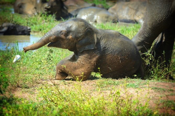 Everything in Udawalawe (Safari, Accommodation with Half Board) - Who will get the most from this experience