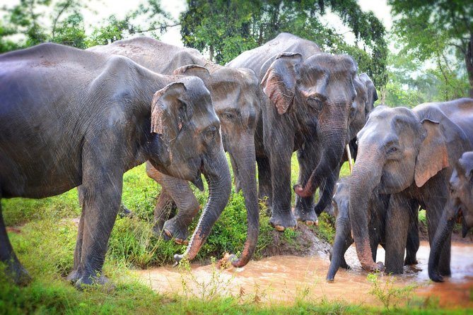 Exclusive 3-Hour Private Jeep Safari at Udawalawe National Park - Why Udawalawe is such a strong elephant stop