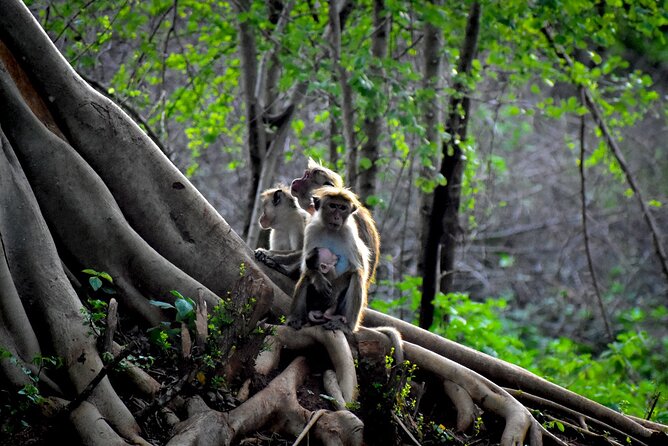 Exclusive 3-Hour Private Jeep Safari at Udawalawe National Park - Meeting the guide and getting through the gate
