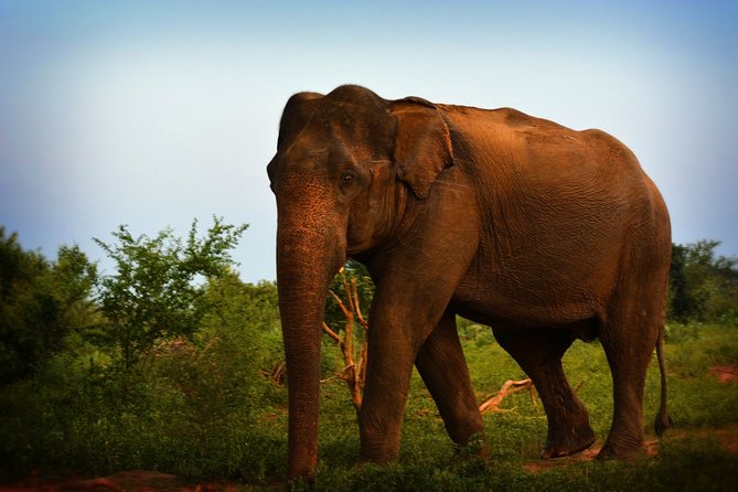 Exclusive 3-Hour Private Jeep Safari at Udawalawe National Park - What the three-hour park drive is like