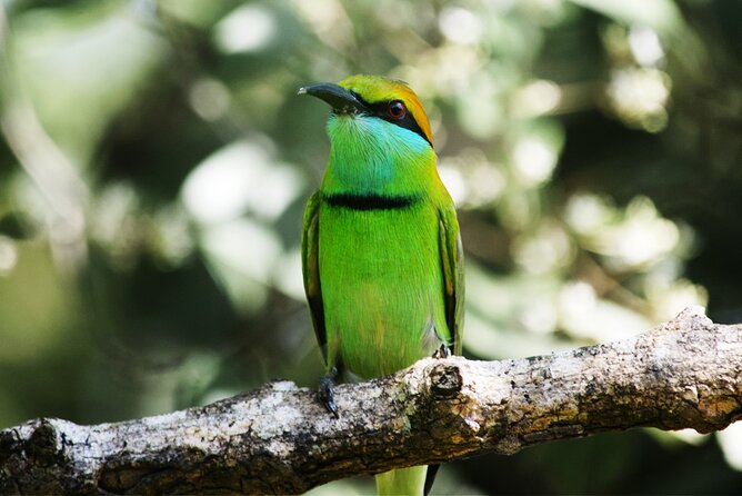 Exclusive 3-Hour Private Jeep Safari at Udawalawe National Park - Wildlife to watch for beyond the elephants
