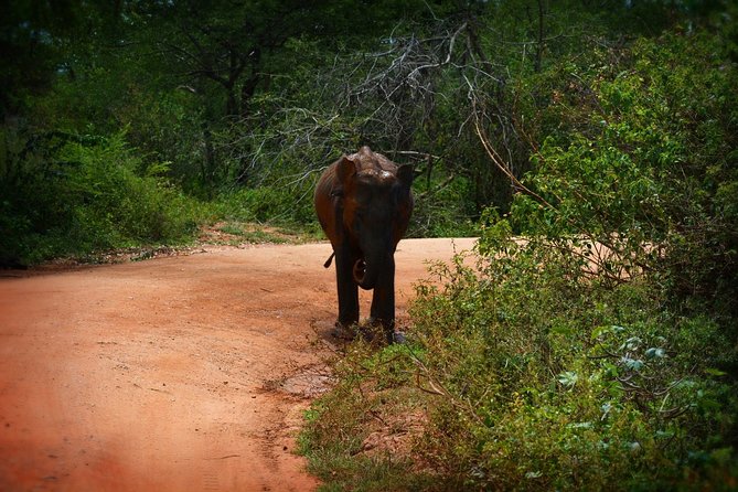 Exclusive 3-Hour Private Jeep Safari at Udawalawe National Park - How the price works at $25